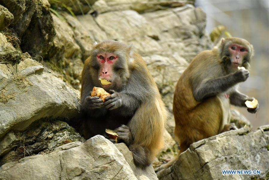 #CHINA-HUBEI-WILD MACAQUE (CN)