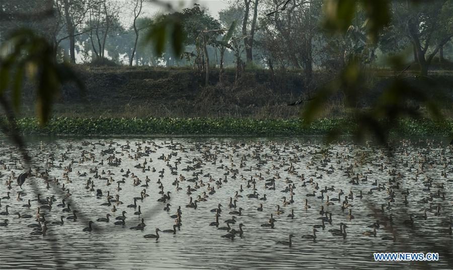 INDIA-KOLKATA-MIGRATORY BIRDS