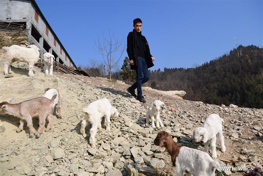 CHINA-SHAANXI-ANKANG-GOAT BREEDING (CN)