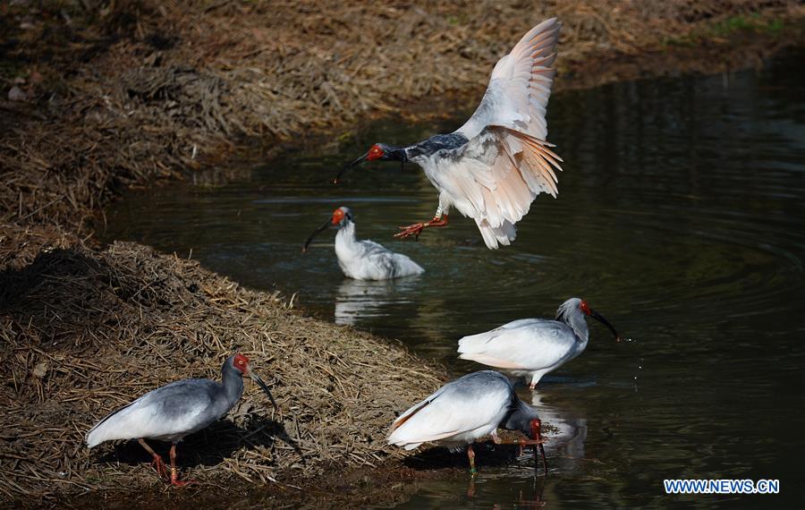 CHINA-SHAANXI-CRESTED IBIS (CN)