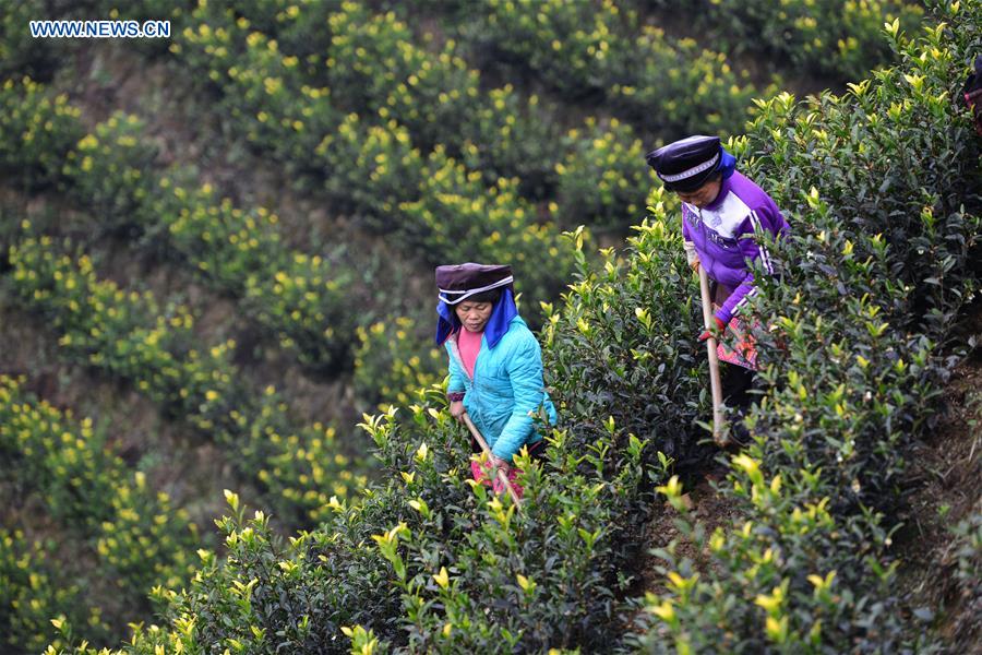 #CHINA-GUIZHOU-DANZHAI-TEA GARDEN (CN)