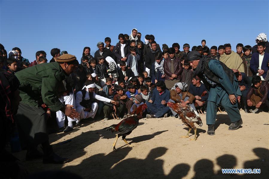 AFGHANISTAN-GHAZNI-COCK FIGHTING