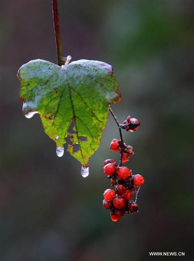 #CHINA-GUANGXI-ICICLE(CN)