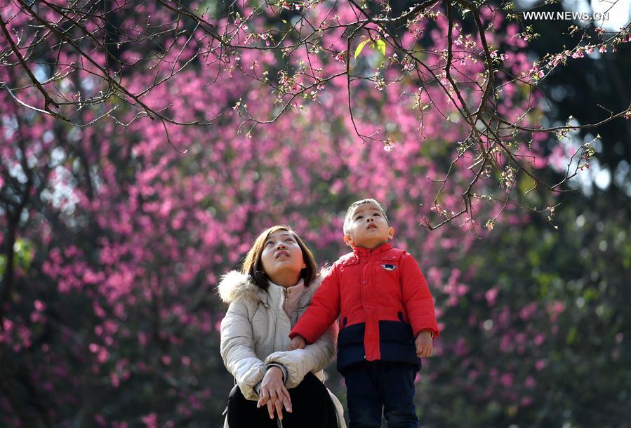 CHINA-GUANGXI-CHERRY BLOSSOM (CN)