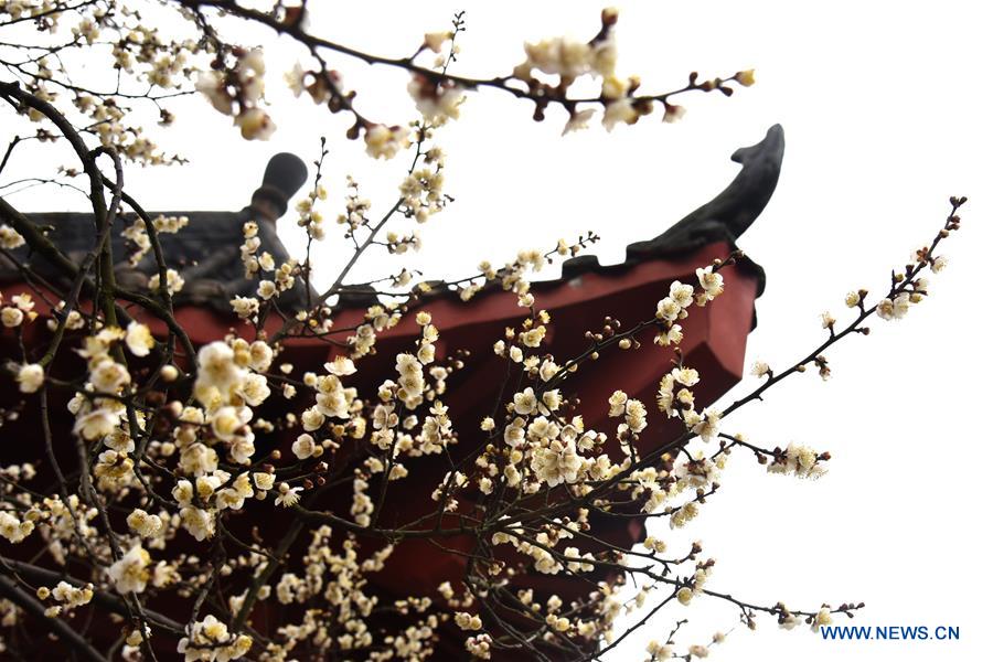 CHINA-WUHAN-WINTERSWEET FLOWERS (CN)