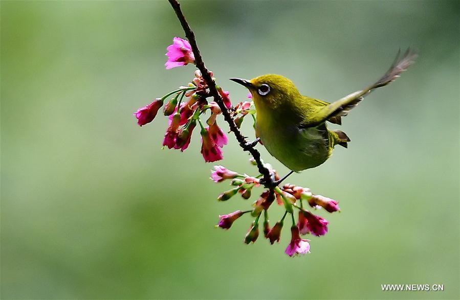 CHINA-FUJIAN-CHEERY BLOSSOM-BIRDS (CN)