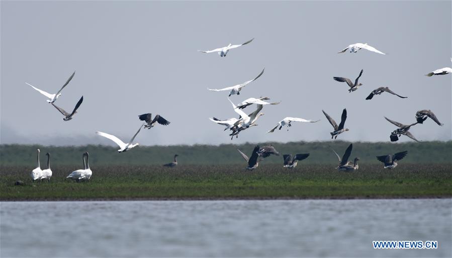 CHINA-HUNAN-EAST DONGTING LAKE-MIGRANT BIRDS (CN)