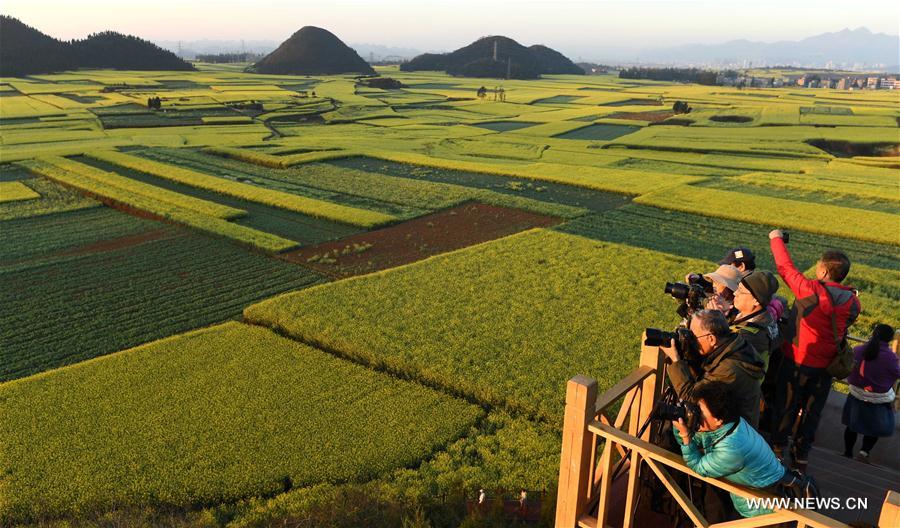 CHINA-YUNNAN-LUOPING-RAPE FLOWER(CN)