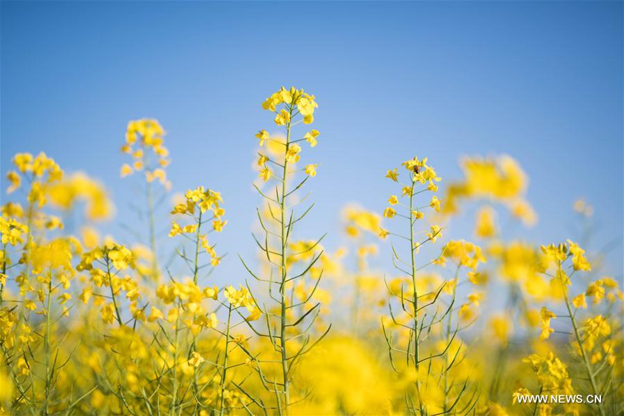 CHINA-YUNNAN-LUOPING-RAPE FLOWER(CN)