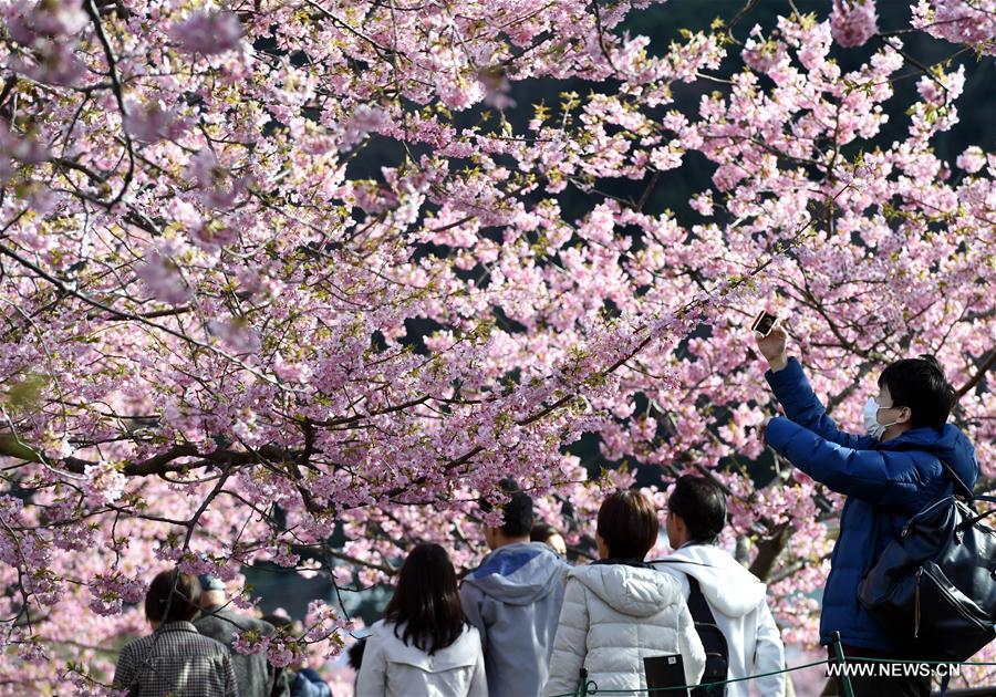 JAPAN-SHIZUOKA-CHERRY BLOSSOMS