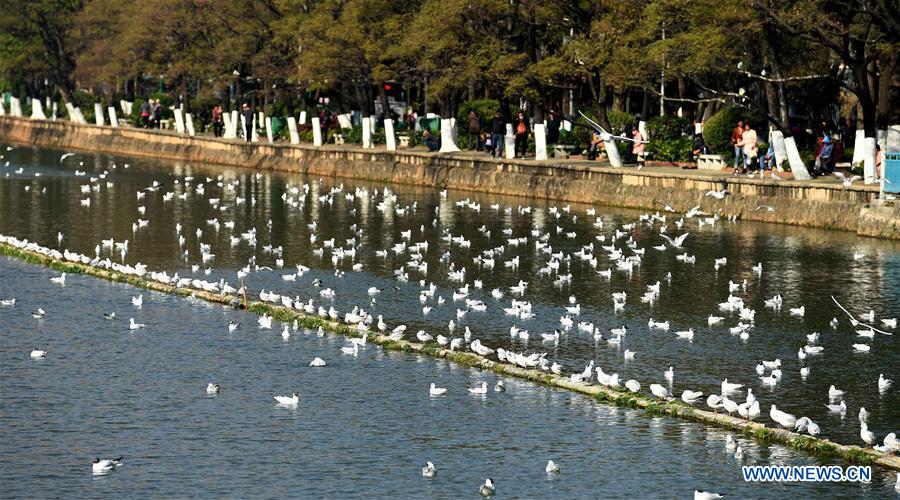 CHINA-YUNNAN-BLACK-HEADED GULLS (CN)