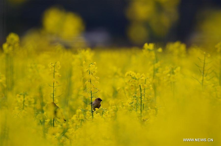 #CHINA-SPRING VIEWS (CN)