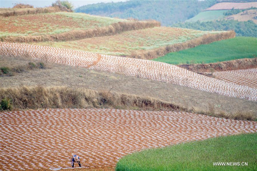 CHINA-YUNNAN-KUNMING-FARM WORK (CN)