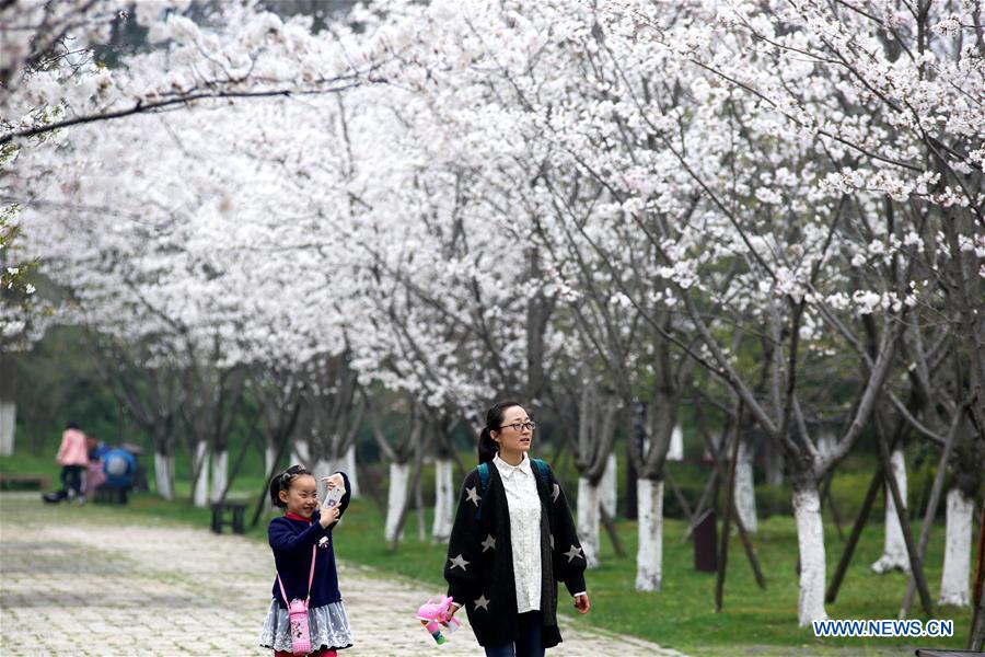 #CHINA-JIANGSU-CHERRY BLOSSOM (CN)