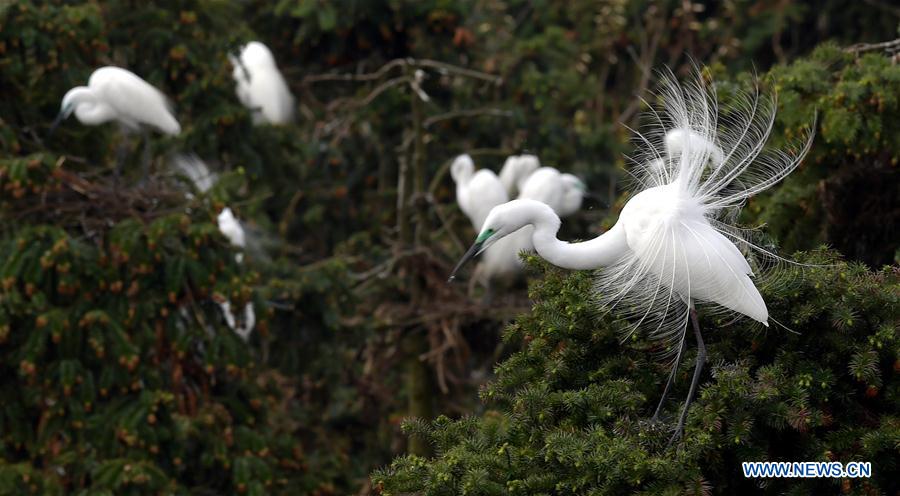 CHINA-JIANGXI-EGRETS (CN)