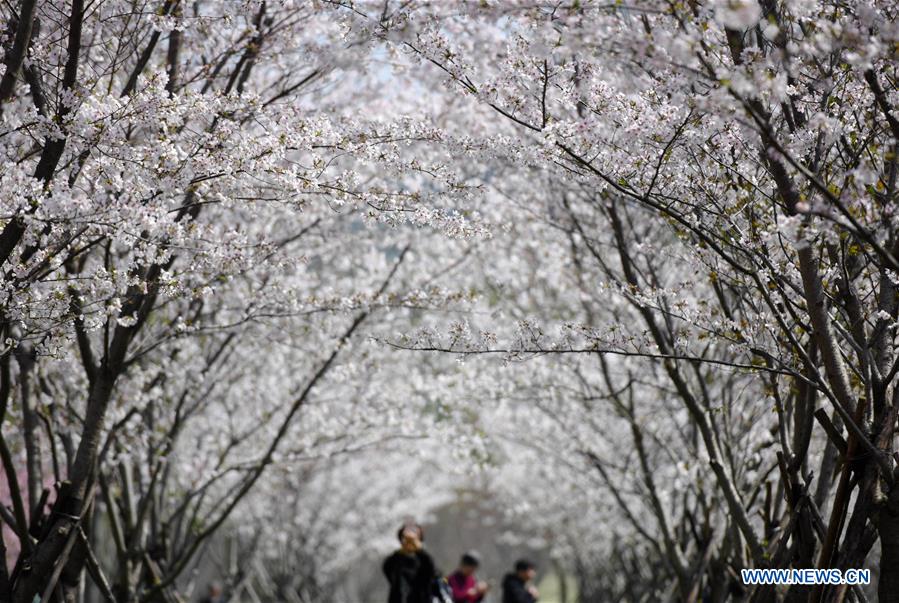 CHINA-ZHEJIANG-SPRING SCENERY(CN)