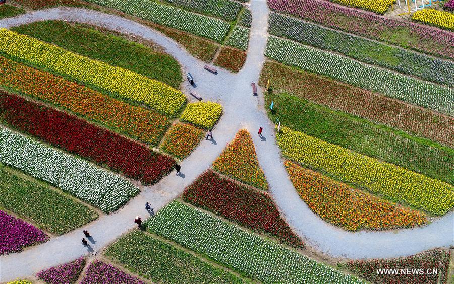 CHINA-HUBEI-WUHAN-TULIPS (CN)