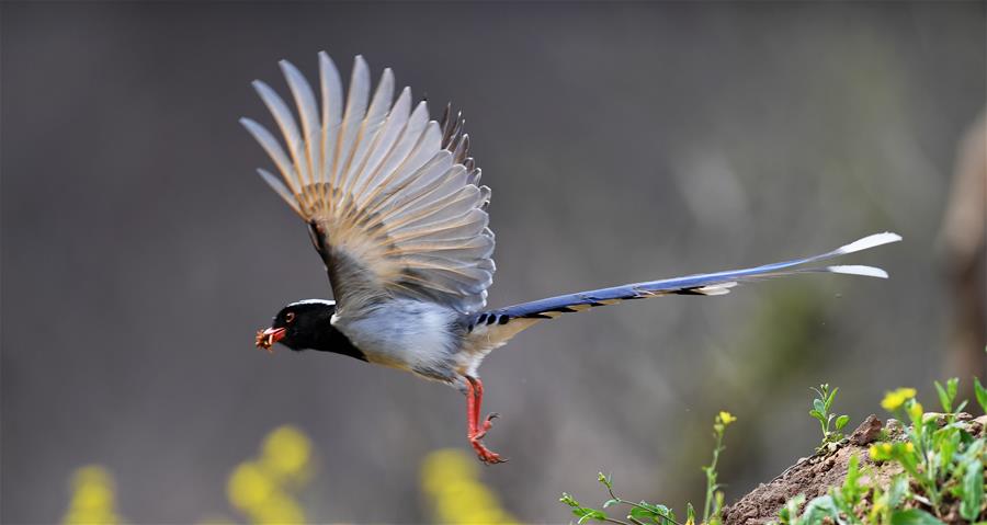 CHINA-SPRING-BIRDS (CN)