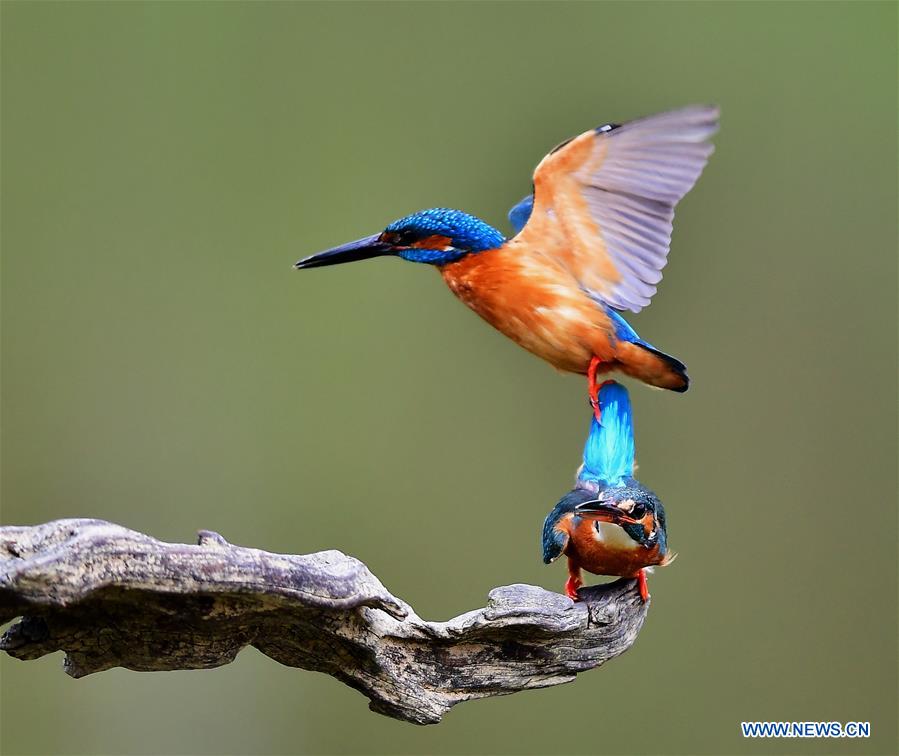 CHINA-SPRING-KINGFISHERS (CN)