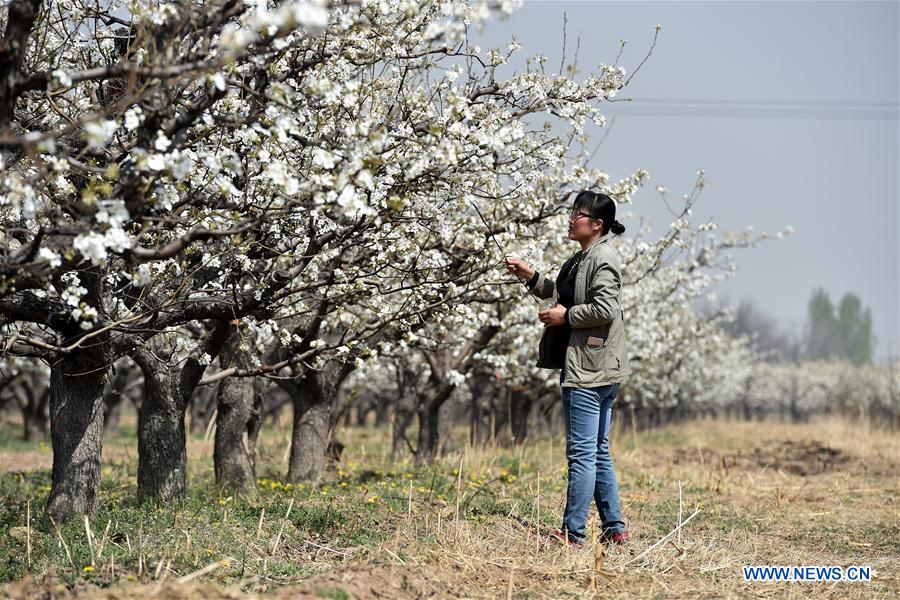 CHINA-SHANXI-HAND POLLINATION (CN)