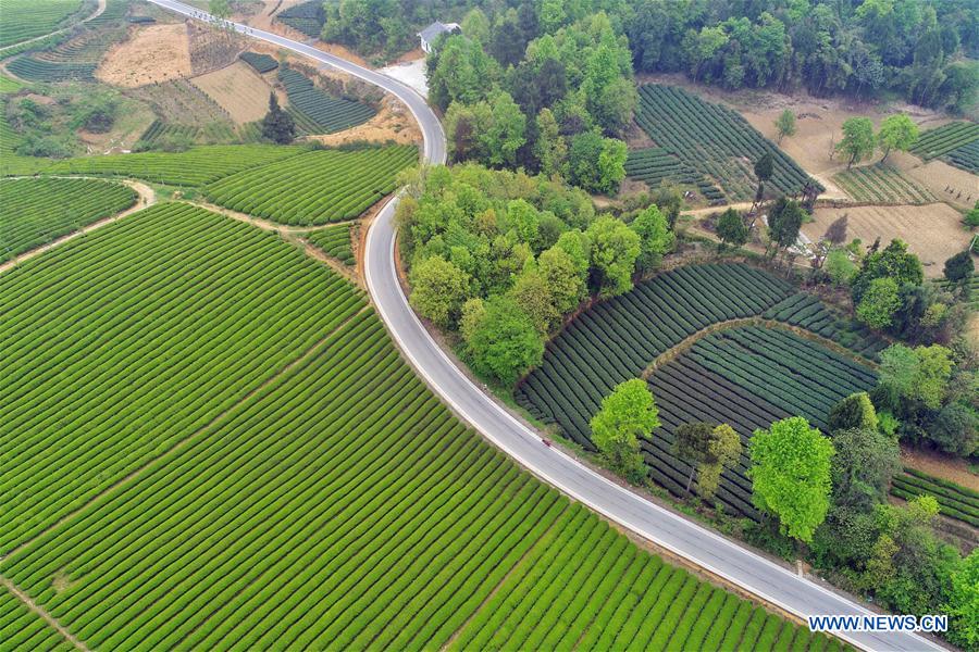 CHINA-MEITAN-TEA GARDEN(CN)