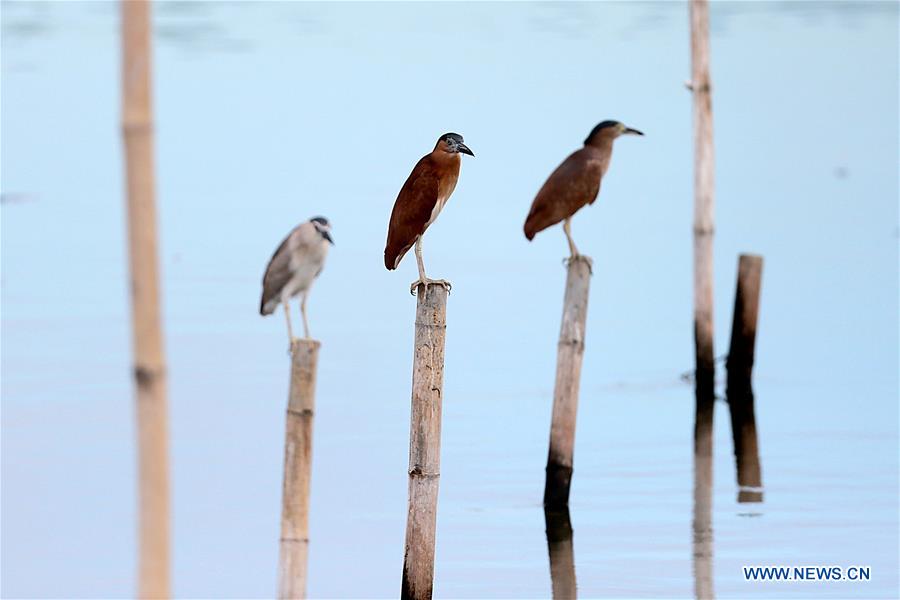 PHILIPPINES-PARANAQUE CITY-WETLANDS-BIRDS