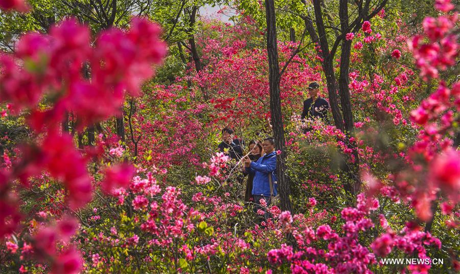 CHINA-ANHUI-JINZHAI-AZALEA FLOWER (CN)