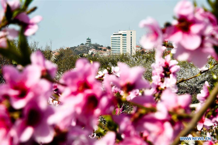 CHINA-SHANDONG-QINGDAO-FLOWER APPRECIATION (CN)