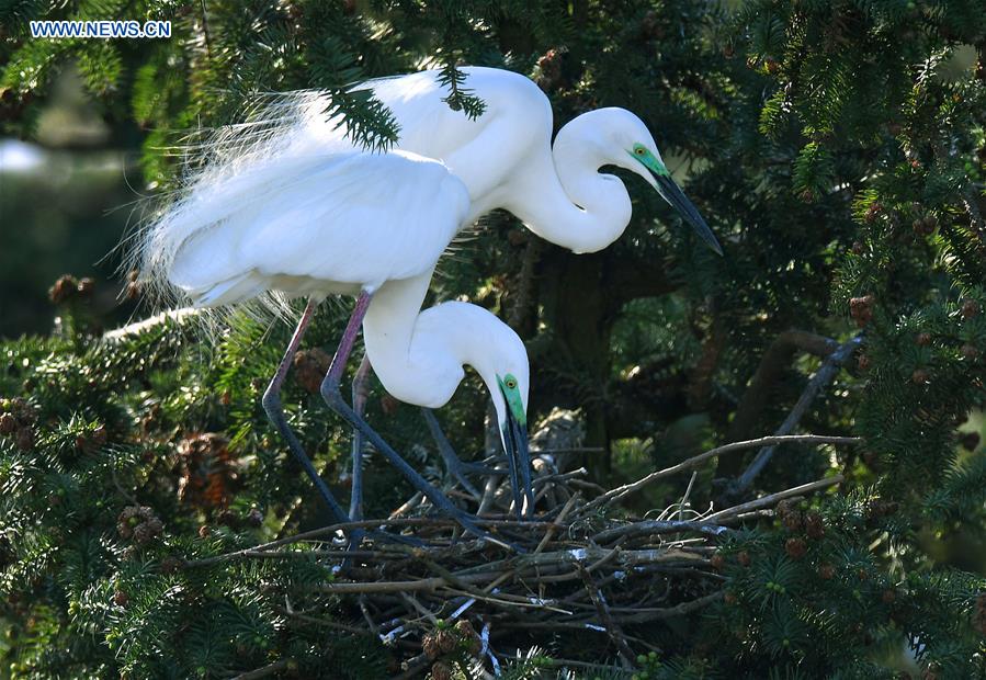 CHINA-JIANGXI-NANCHANG-EGRETS (CN)