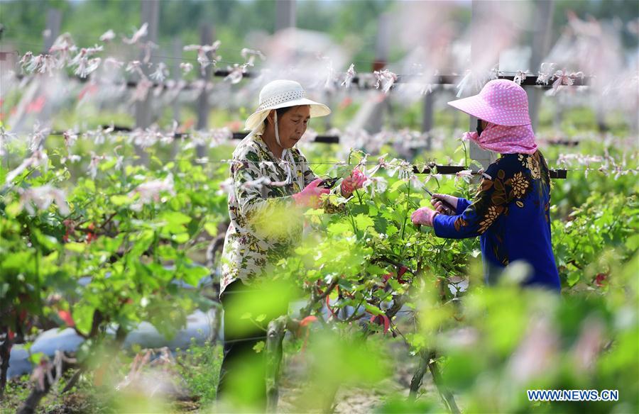 #CHINA-GUYU-FARM WORK(CN)