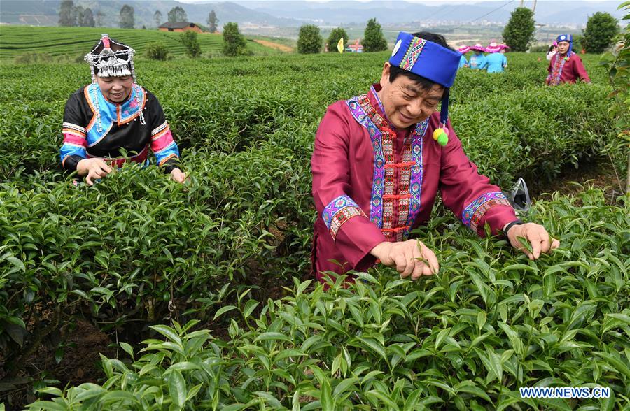 CHINA-FUJIAN-JIAN'OU-TEA GARDEN-TOURISM