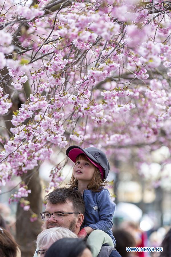 SWEDEN-STOCKHOLM-CHERRY BLOSSOM