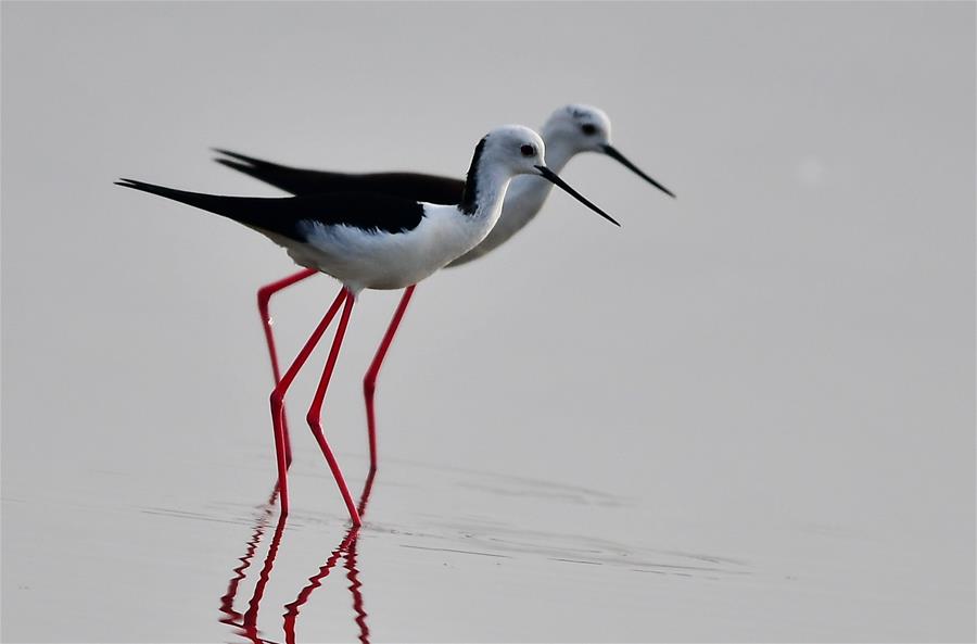 CHINA-FUJIAN-STILTS (CN)