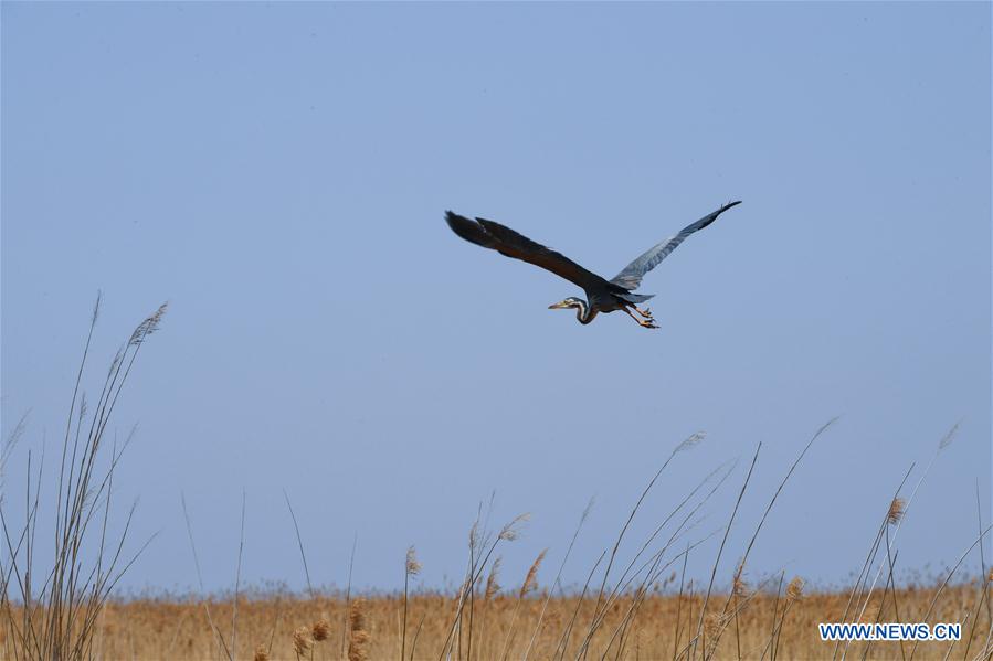 CHINA-INNER MONGOLIA-BAYANNUR-WILD BIRD (CN)