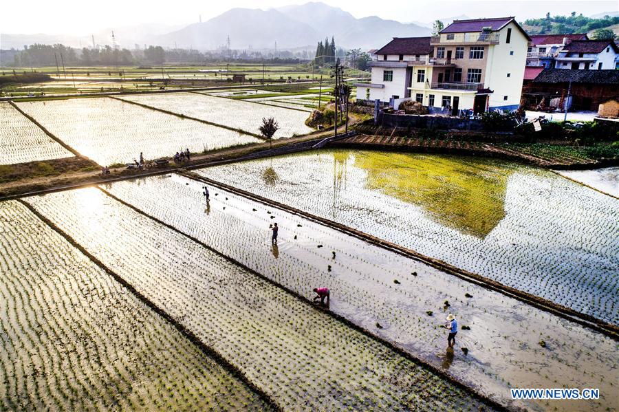 #CHINA-SHAANXI-MIANXIAN COUNTY-PADDY RICE PLANTING (CN*)