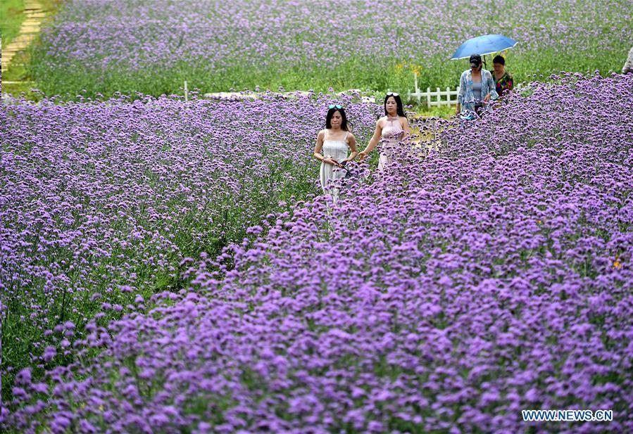 #CHINA-GUANGXI-LIUZHOU-FLOWERS (CN)