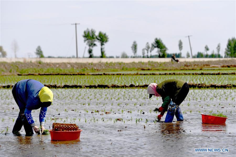 CHINA-JILIN-PADDY RICE PLANTING (CN)