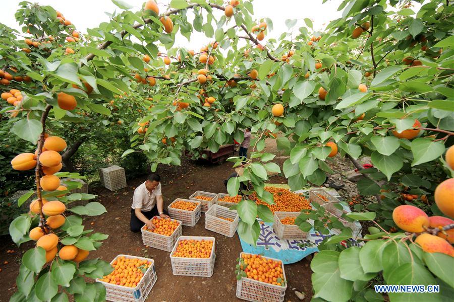 CHINA-SHANDONG-APRICOTS-HARVEST (CN)