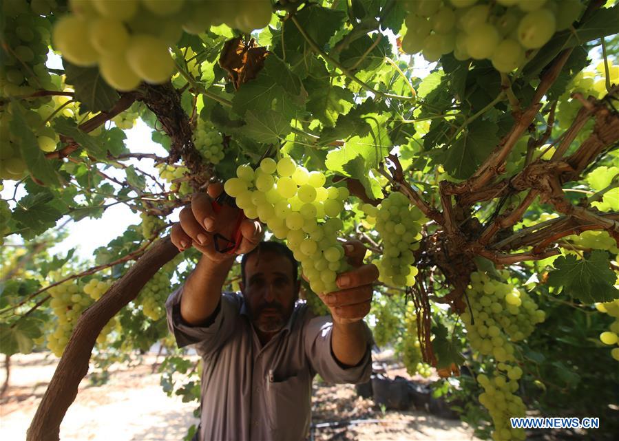 MIDEAST-GAZA-GRAPES-HARVEST