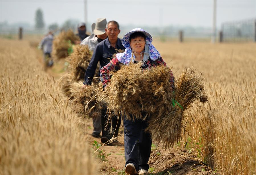 CHINA-HEBEI-CANGZHOU-CROP PRODUCTION (CN)