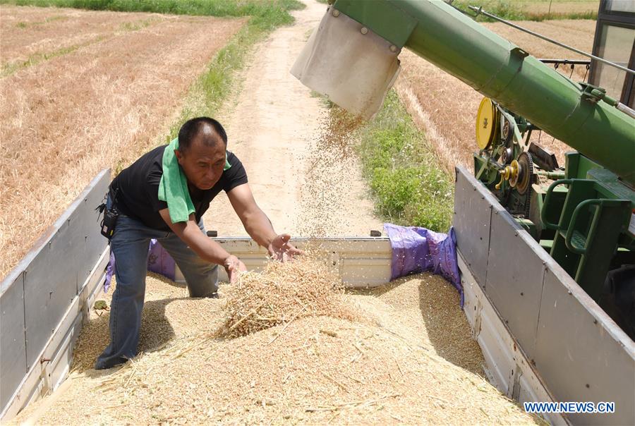 CHINA-HEBEI-WHEAT HARVEST (CN)