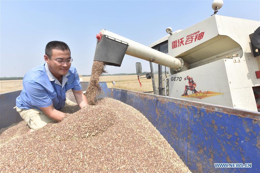 CHINA-HEBEI-TRITICALE-HARVEST (CN)