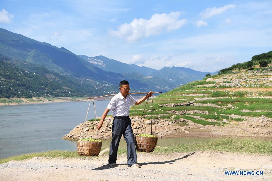 CHINA-CHONGQING-WUSHAN-FARMER-GREEN PLUM (CN)