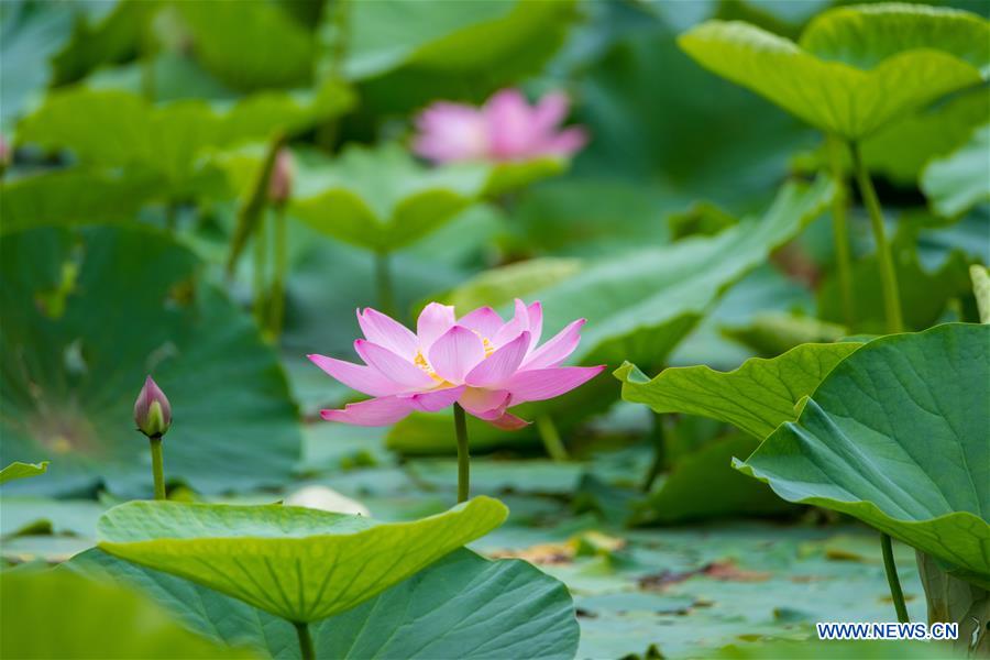 #CHINA-SUMMER-LOTUS FLOWER (CN)