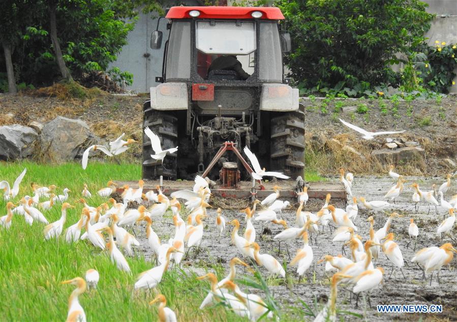 #CHINA-LESSER HEAT-FARMING (CN)