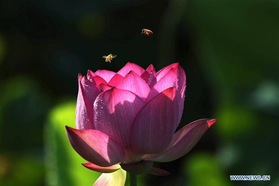 #CHINA-SUMMER-LOTUS(CN)