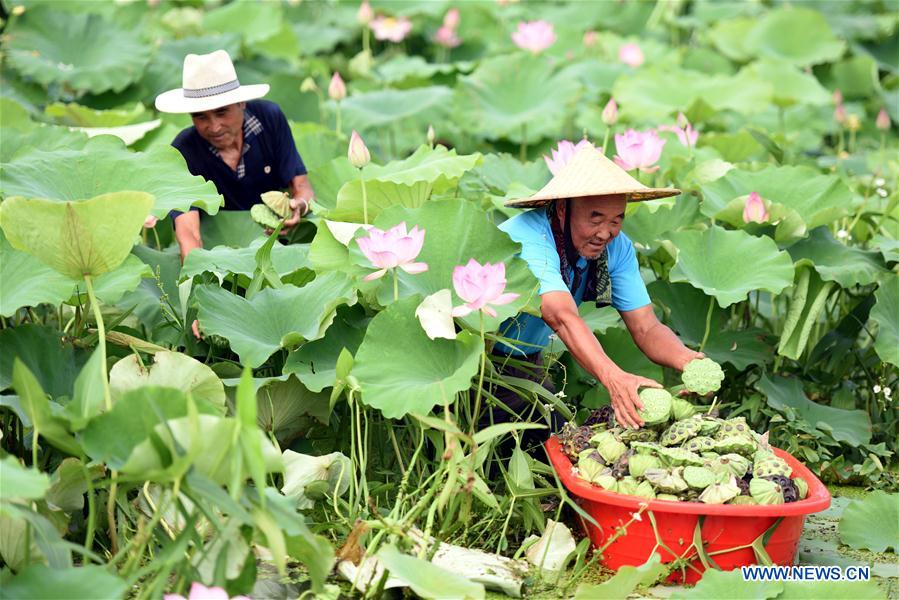 #CHINA-SHANDONG-LOTUS SEEDS-HARVEST (CN)