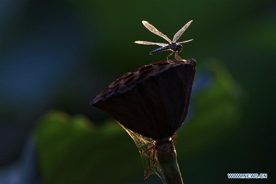 #CHINA-JIANGSU-HUAIAN-LOTUS (CN)