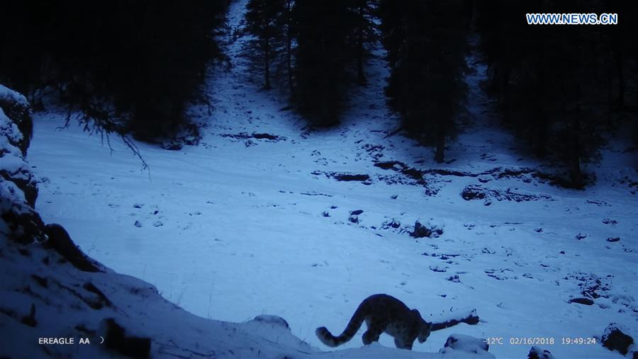 CHINA-XINJIANG-SNOW LEOPARD PROTECTION PROJECT (CN)