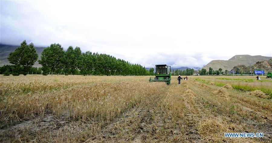 CHINA-TIBET-AGRICULTURE-HARVEST (CN)